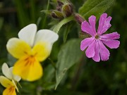 68 Viola biflora (Viola gialla)  con Silene dioica